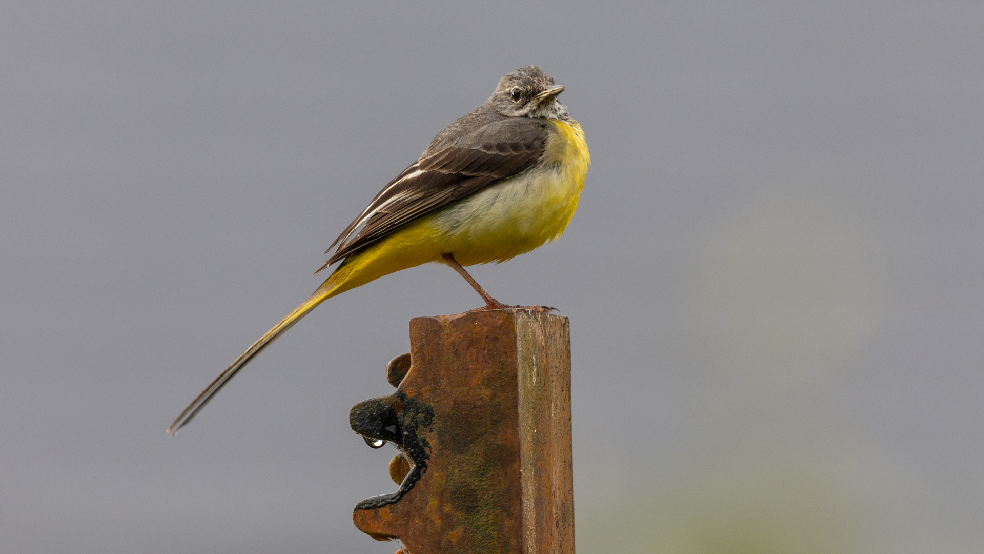 Grey Wagtail