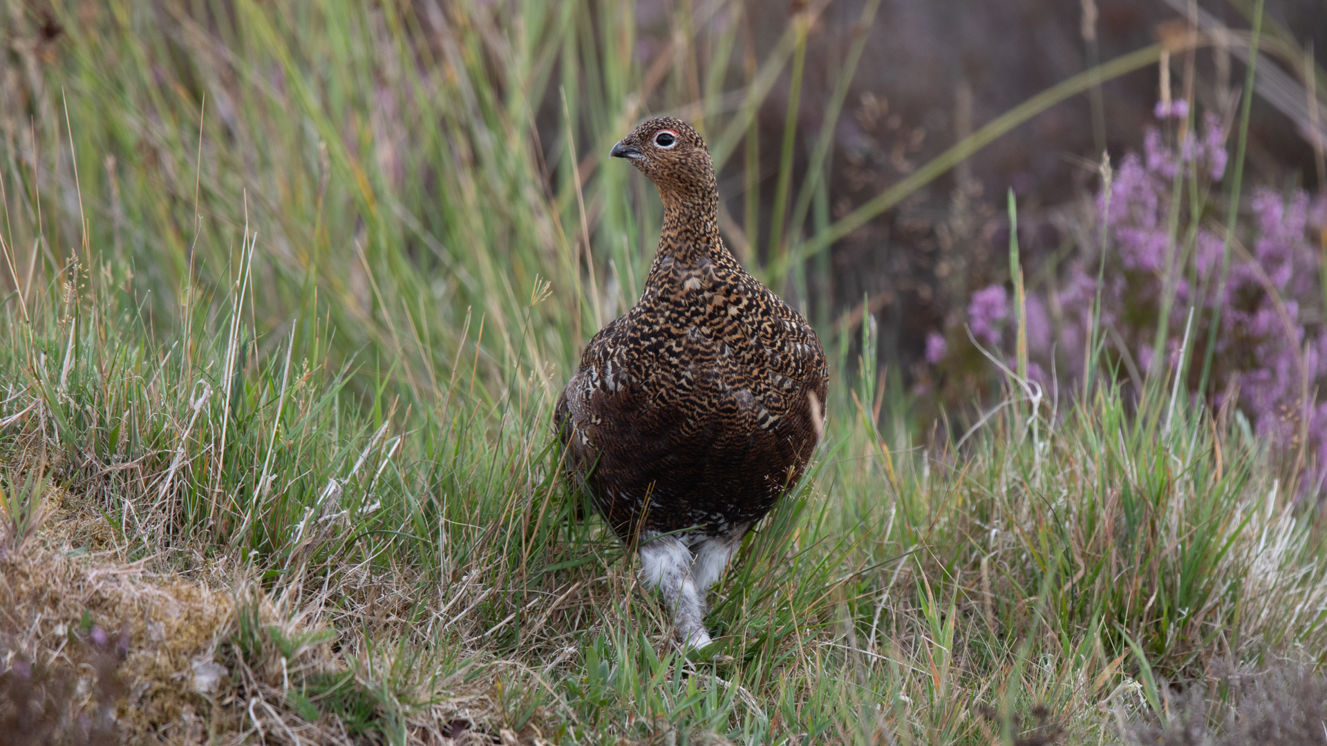 Scottish Grouse