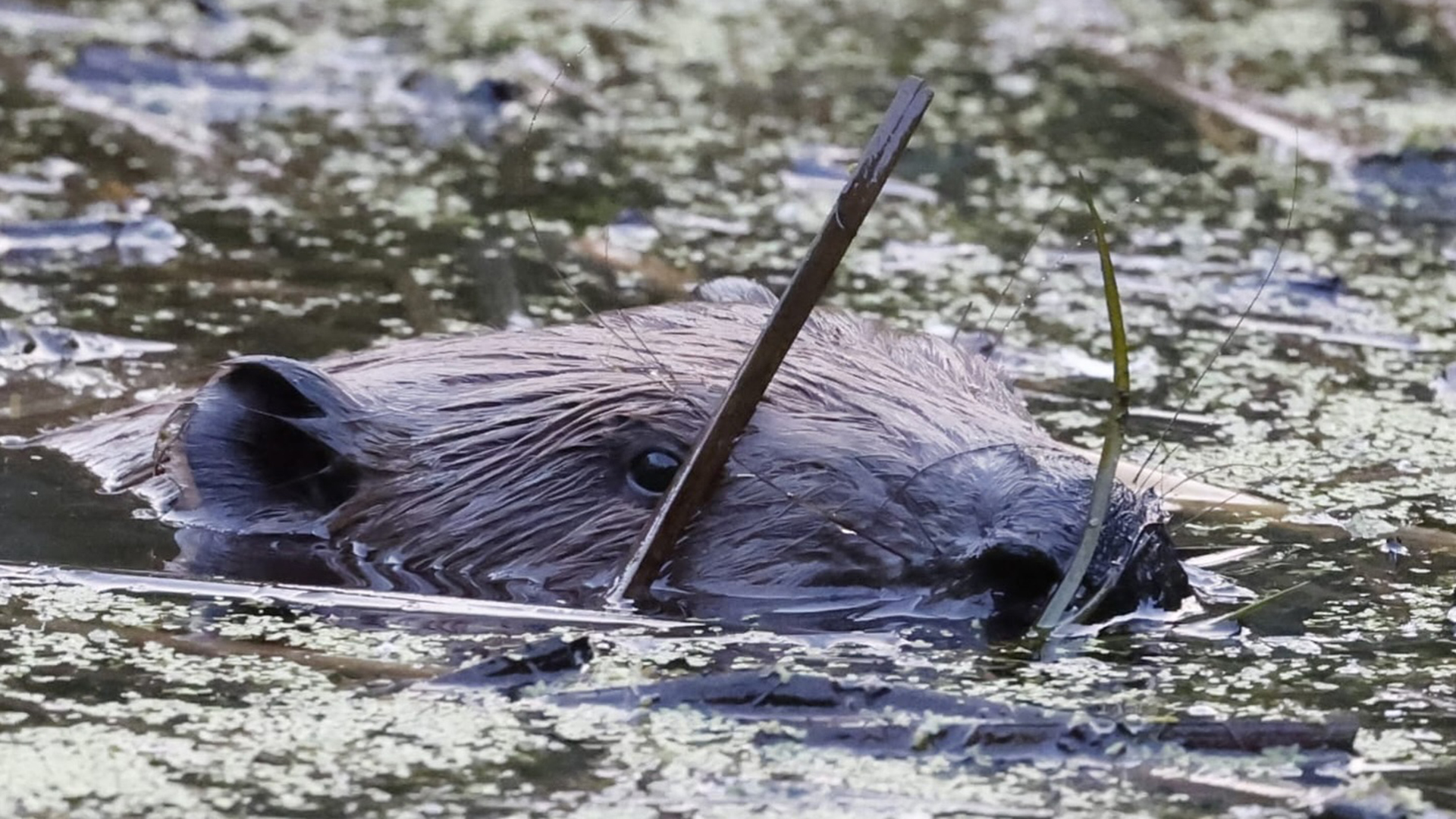 Photo of a beaver swimming.