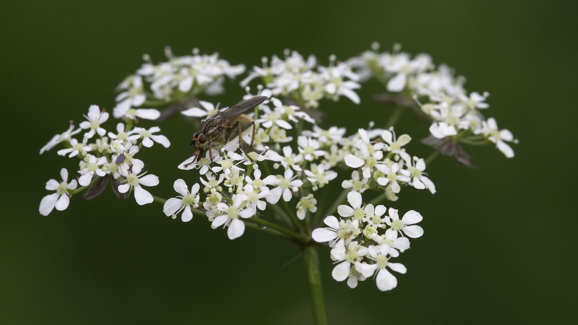 Insect on a plant with white flowers