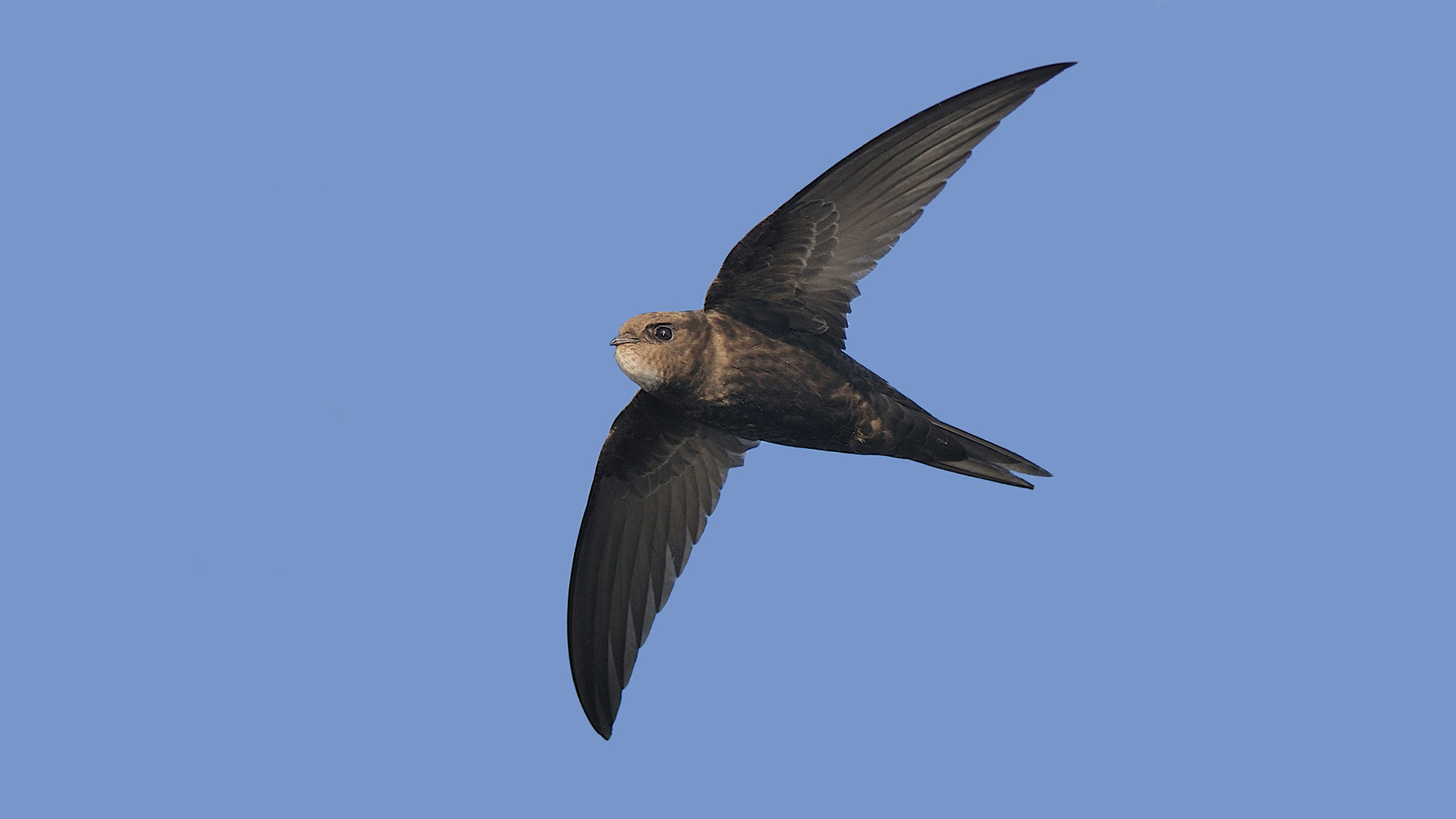 Swift flying against a blue sky.