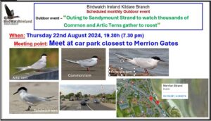 Bird outing to Poster for outing to Sandymount to watch common and artic terns 