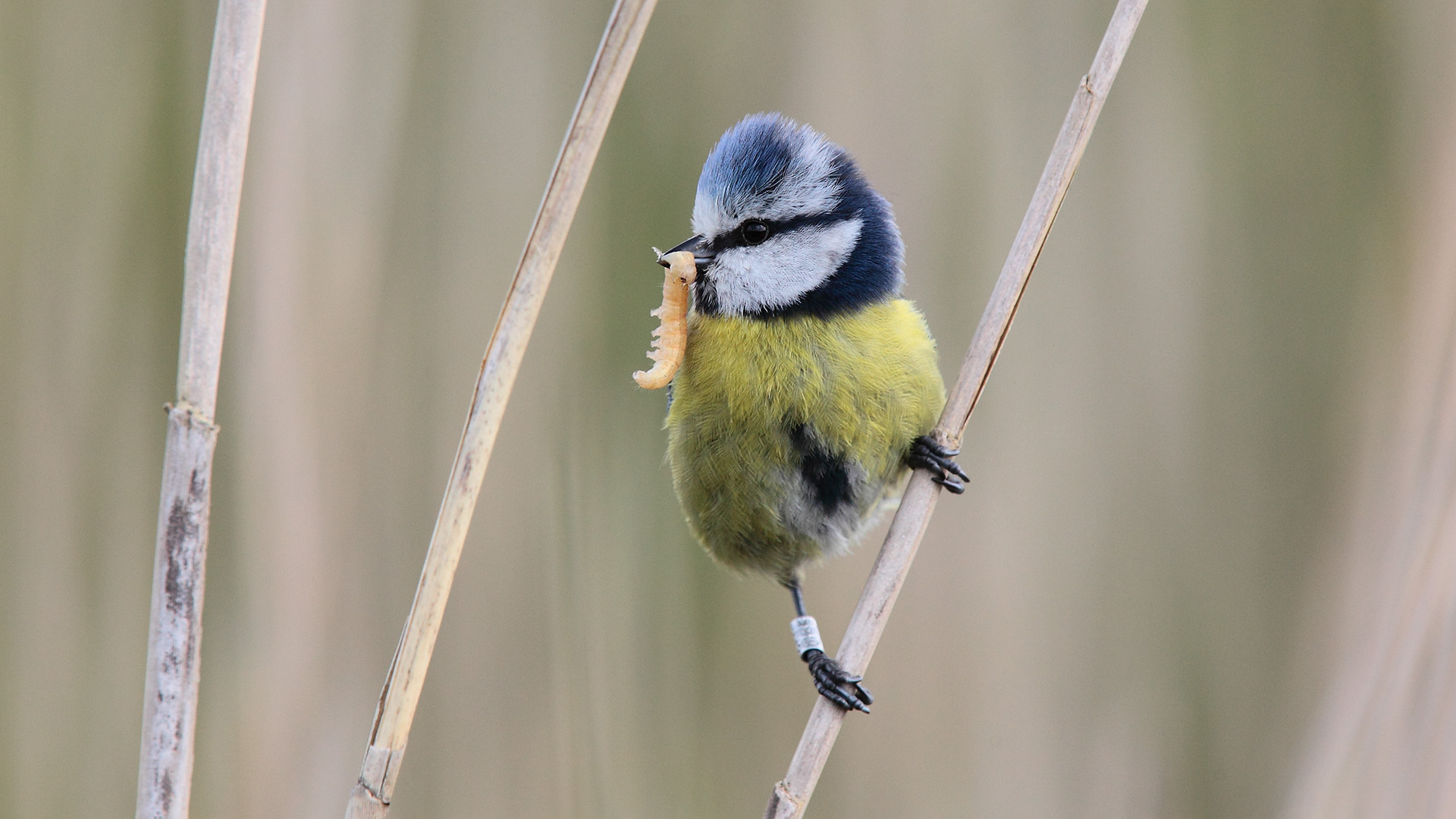 A blue tit with a metal ring on one leg.