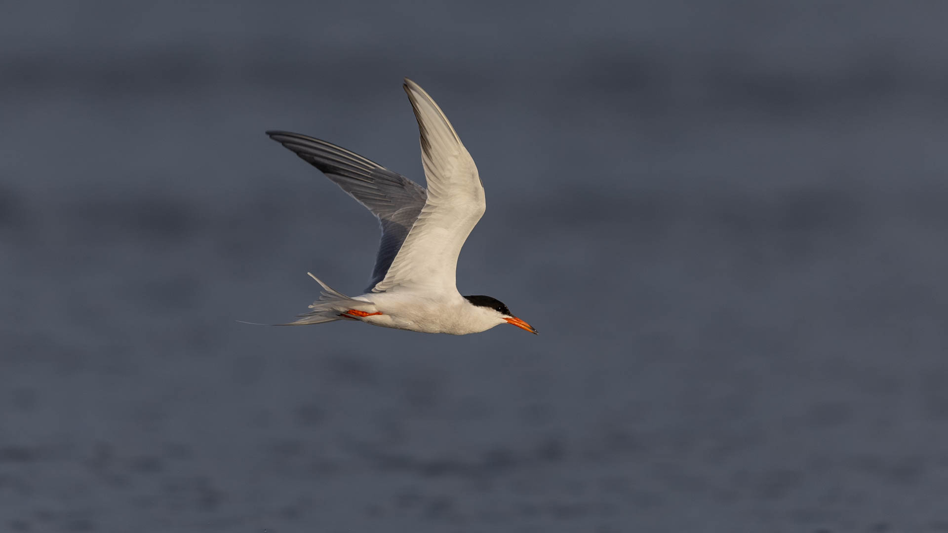 Common tern in flight